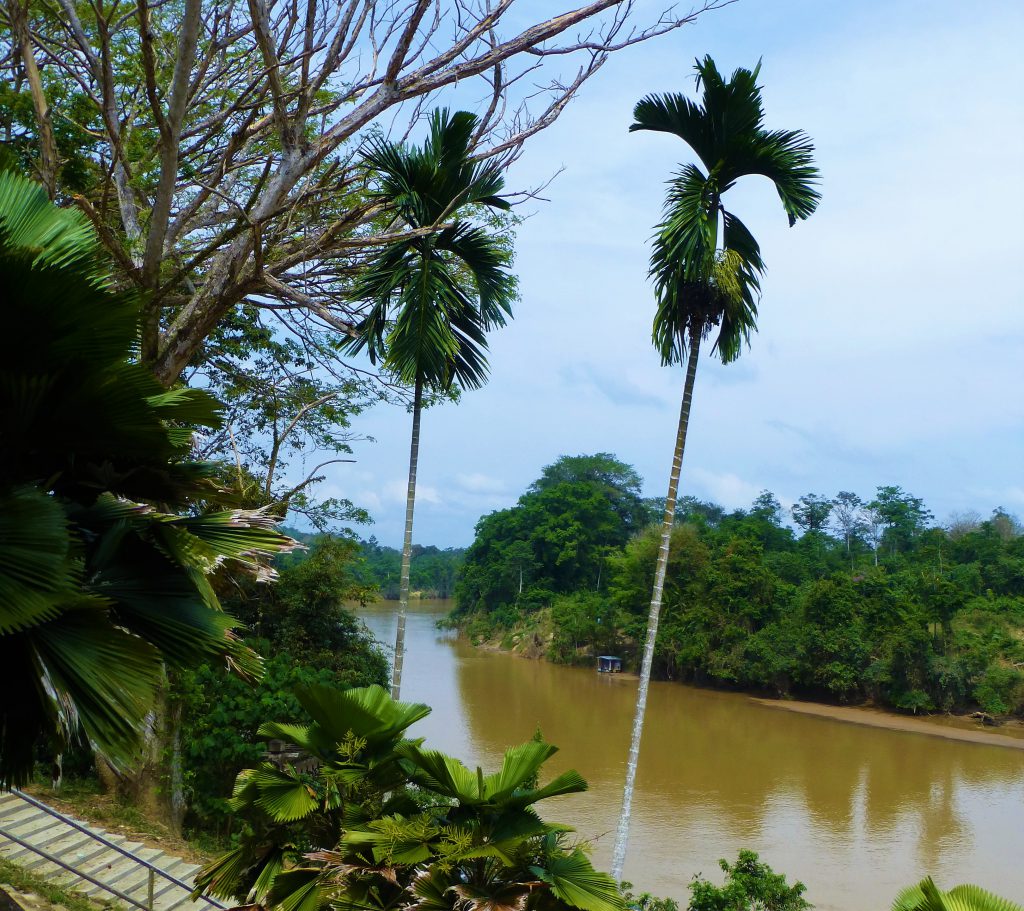 Nightwalk into the Taman Negara