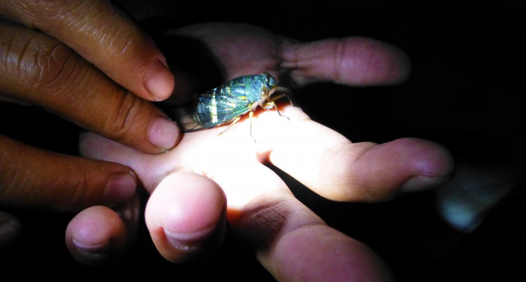 Nightwalk into the Taman Negara