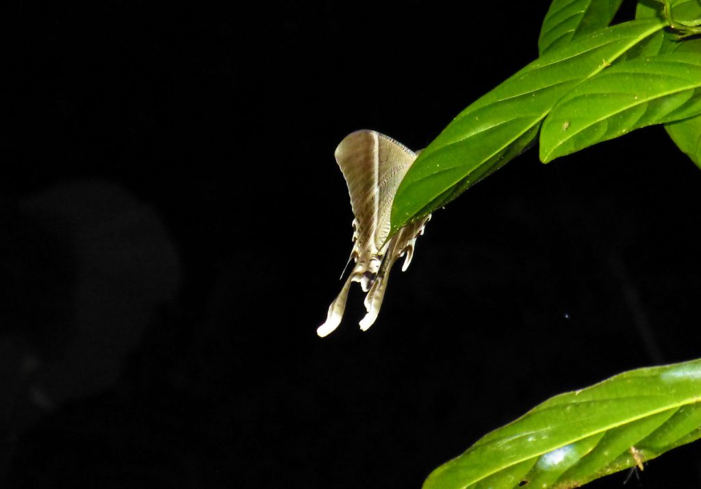 Nightwalk into the Taman Negara