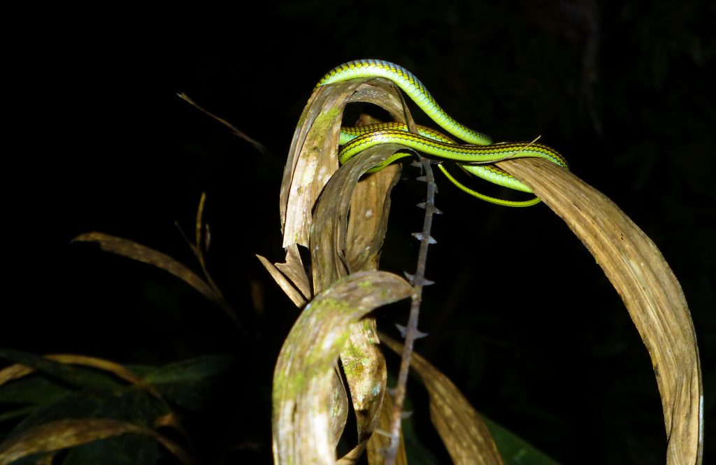 Nightwalk into the Taman Negara