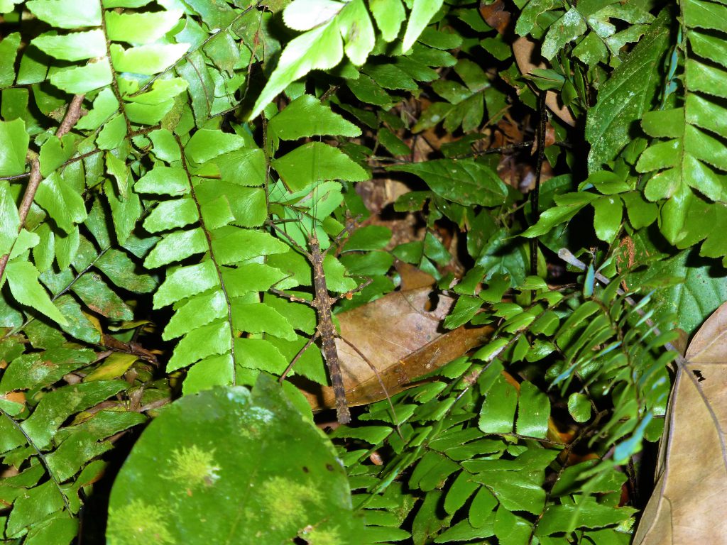 Nightwalk into the Taman Negara