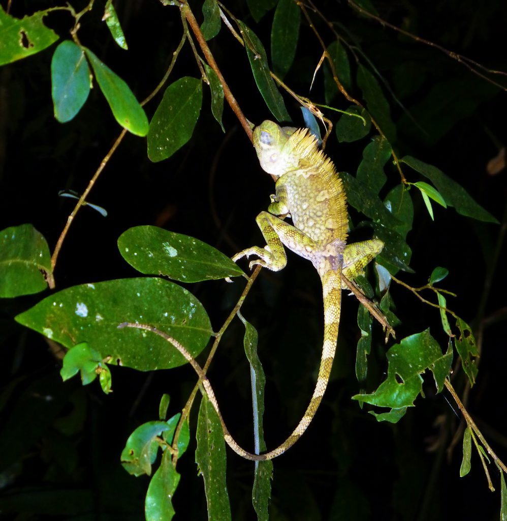 Nightwalk into the Taman Negara