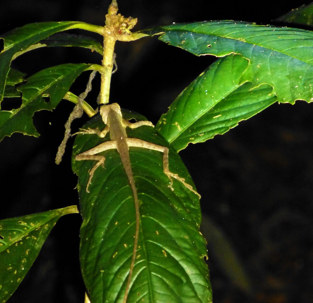 Nightwalk into the Taman Negara