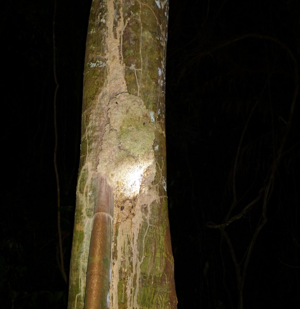 Nightwalk into the Taman Negara