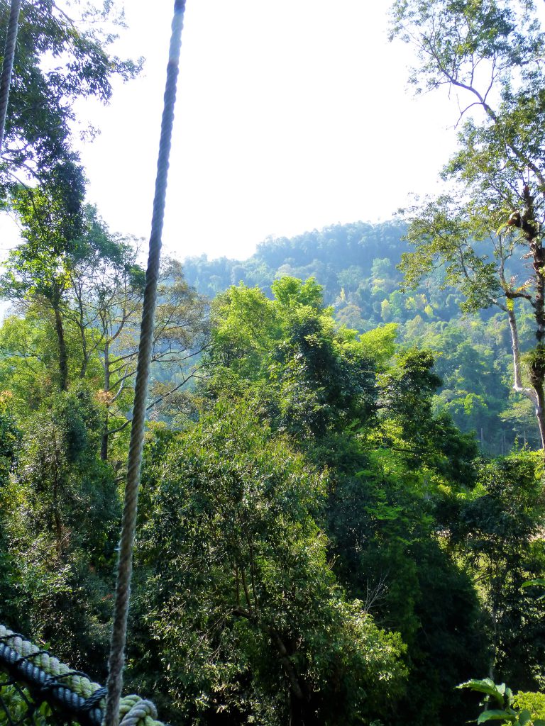 Canopy walkway in de jungle - Taman Negara