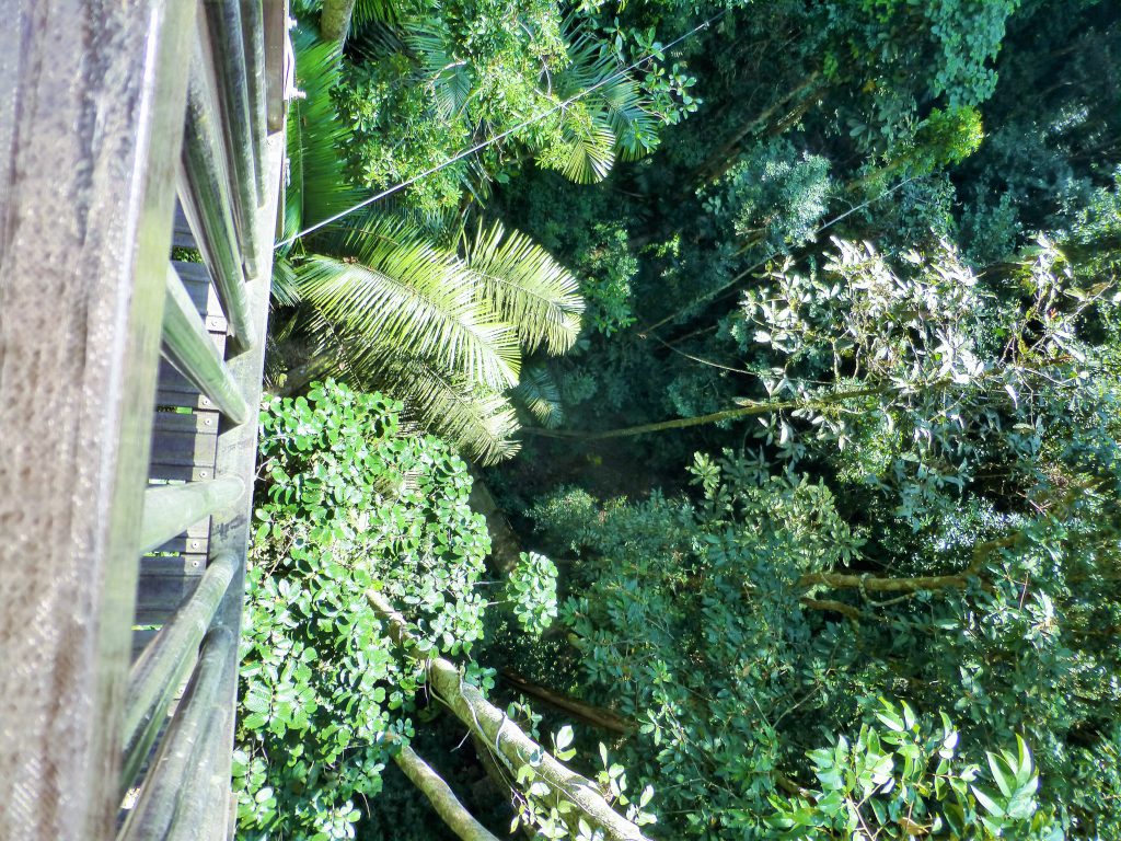 Canopywalk in de jungle