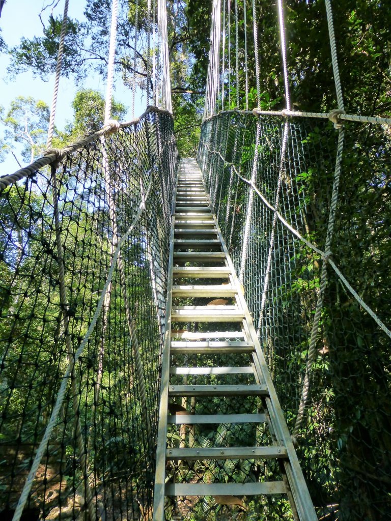 Canopy walkway in de jungle - Taman Negara