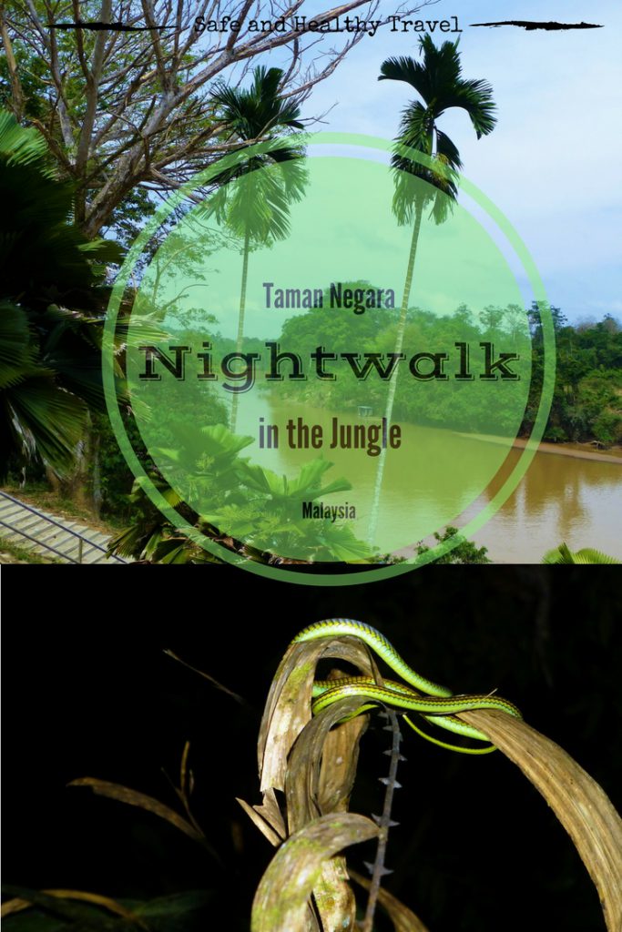 Nightwalk into the Taman Negara