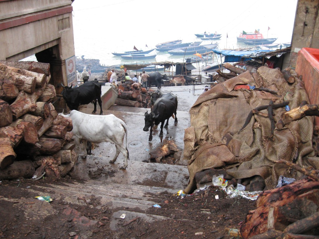 A Morning Walk on the Ghats