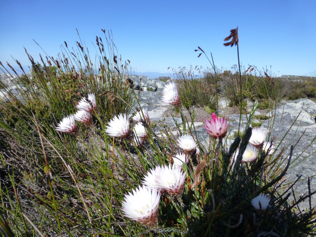 Going Up Table Mountain, Cape Town - South Africa