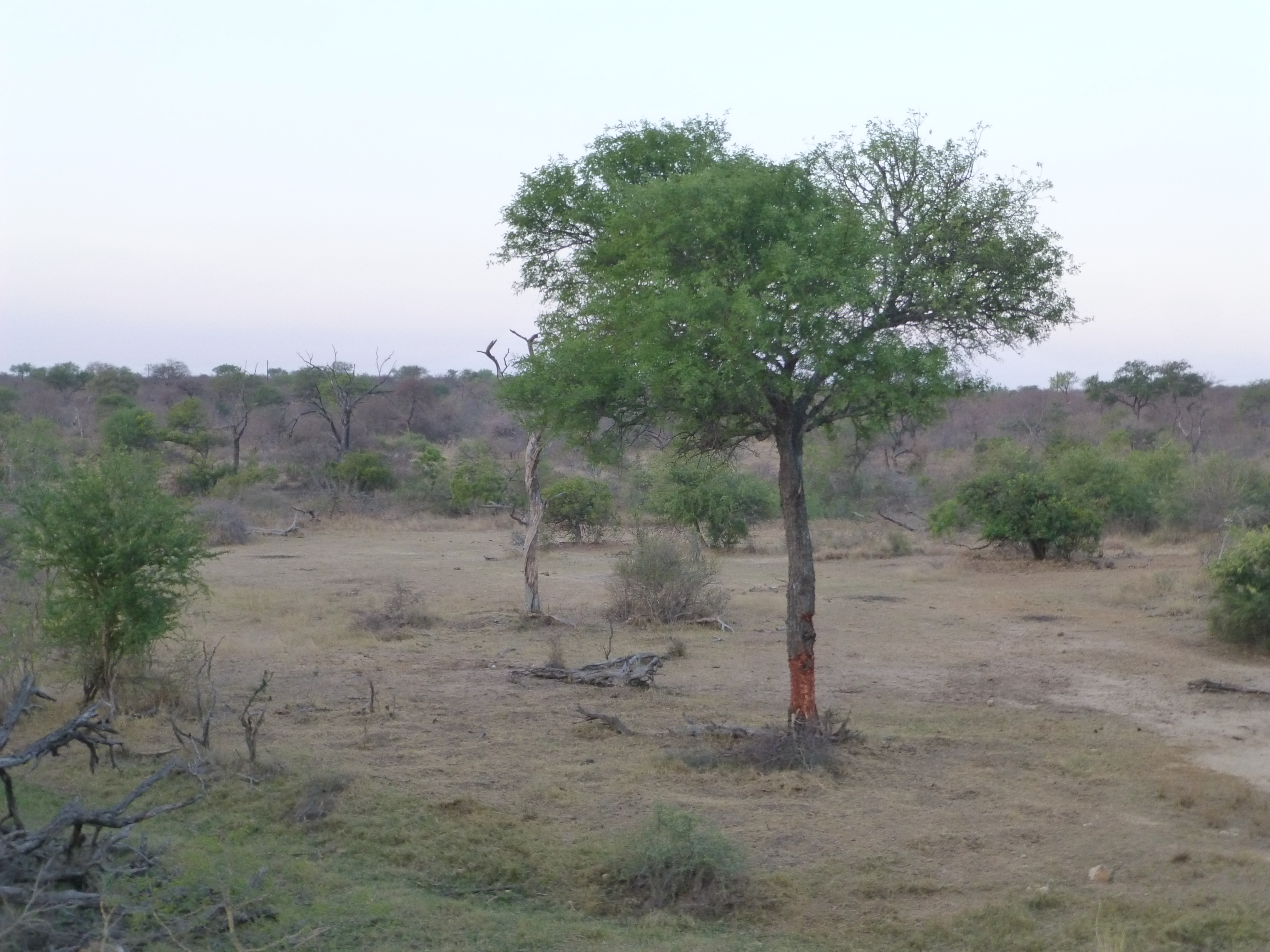 Safari -Tremisana Lodge