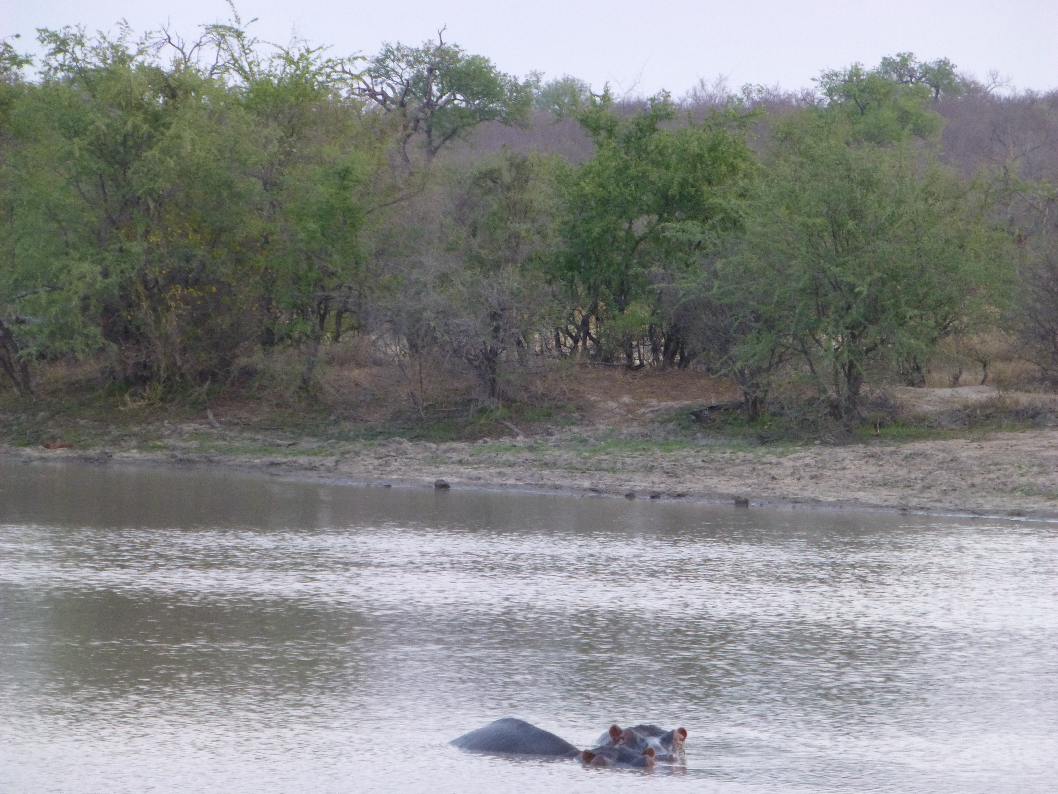 Safari -Tremisana Lodge