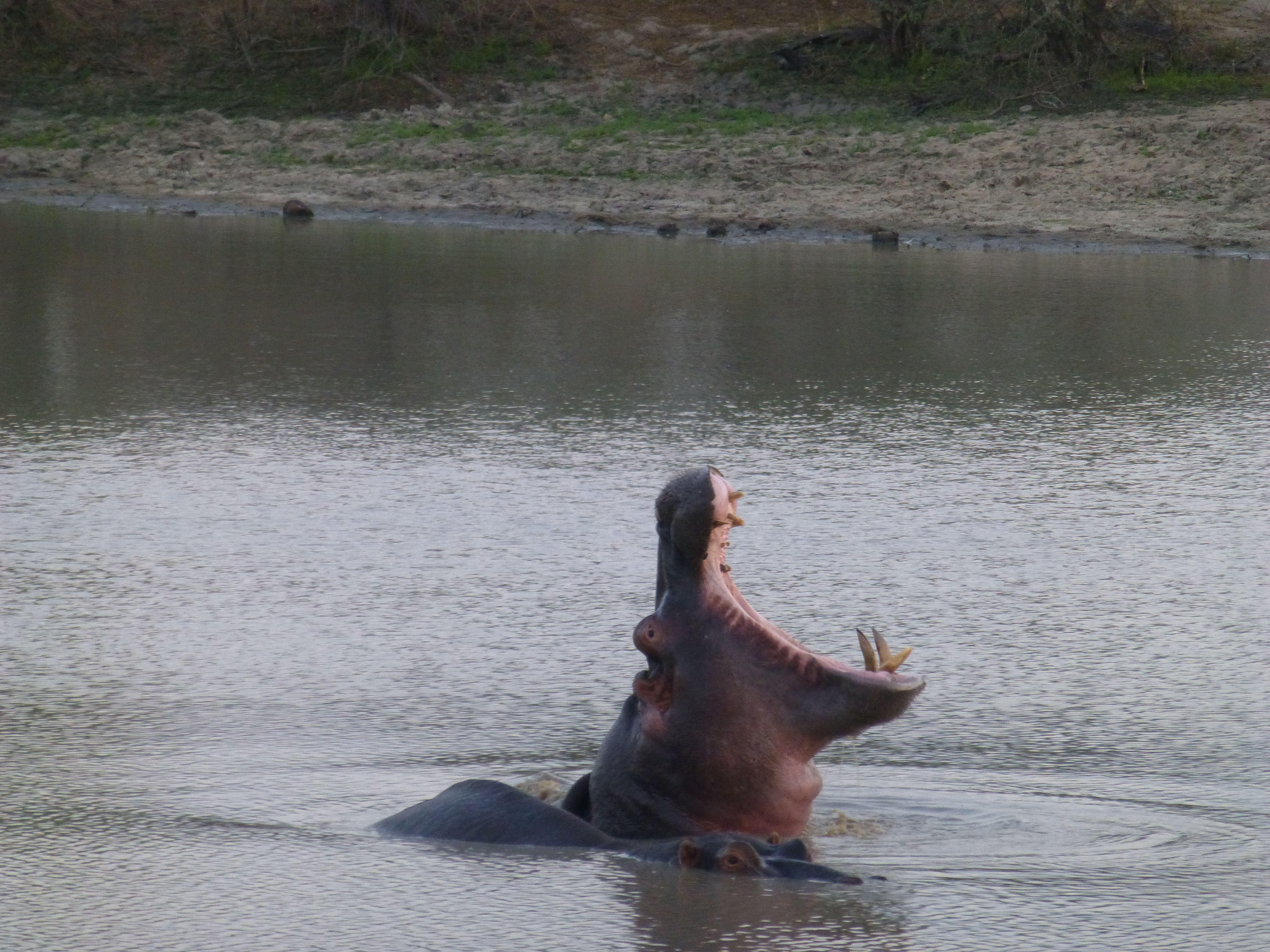 Safari -Tremisana Lodge