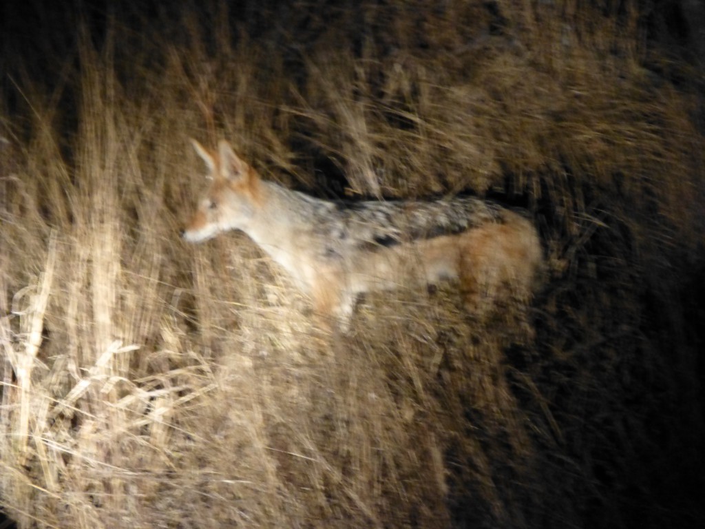 Safari -Tremisana Lodge