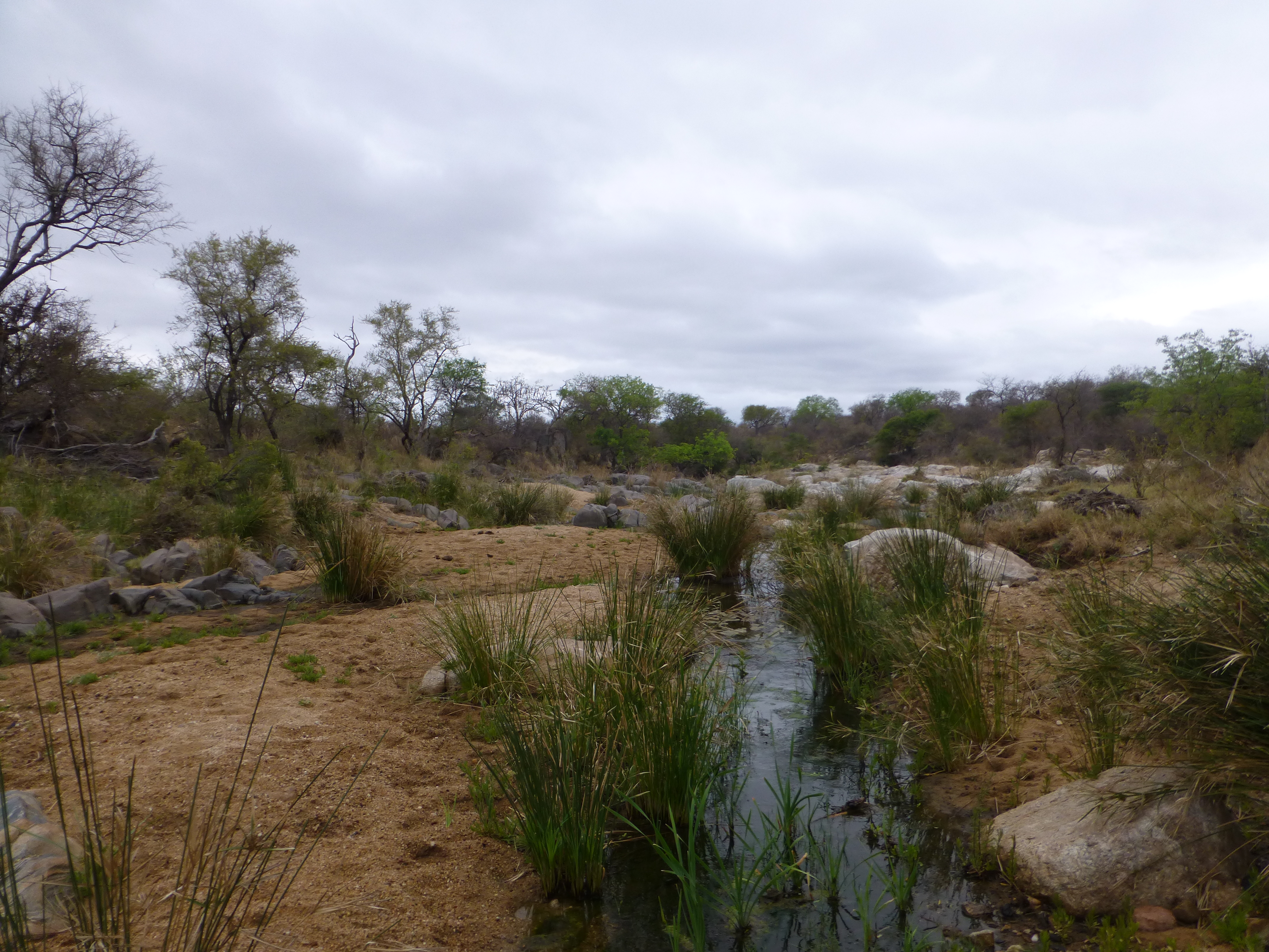 Safari at Tremisana Lodge - SA