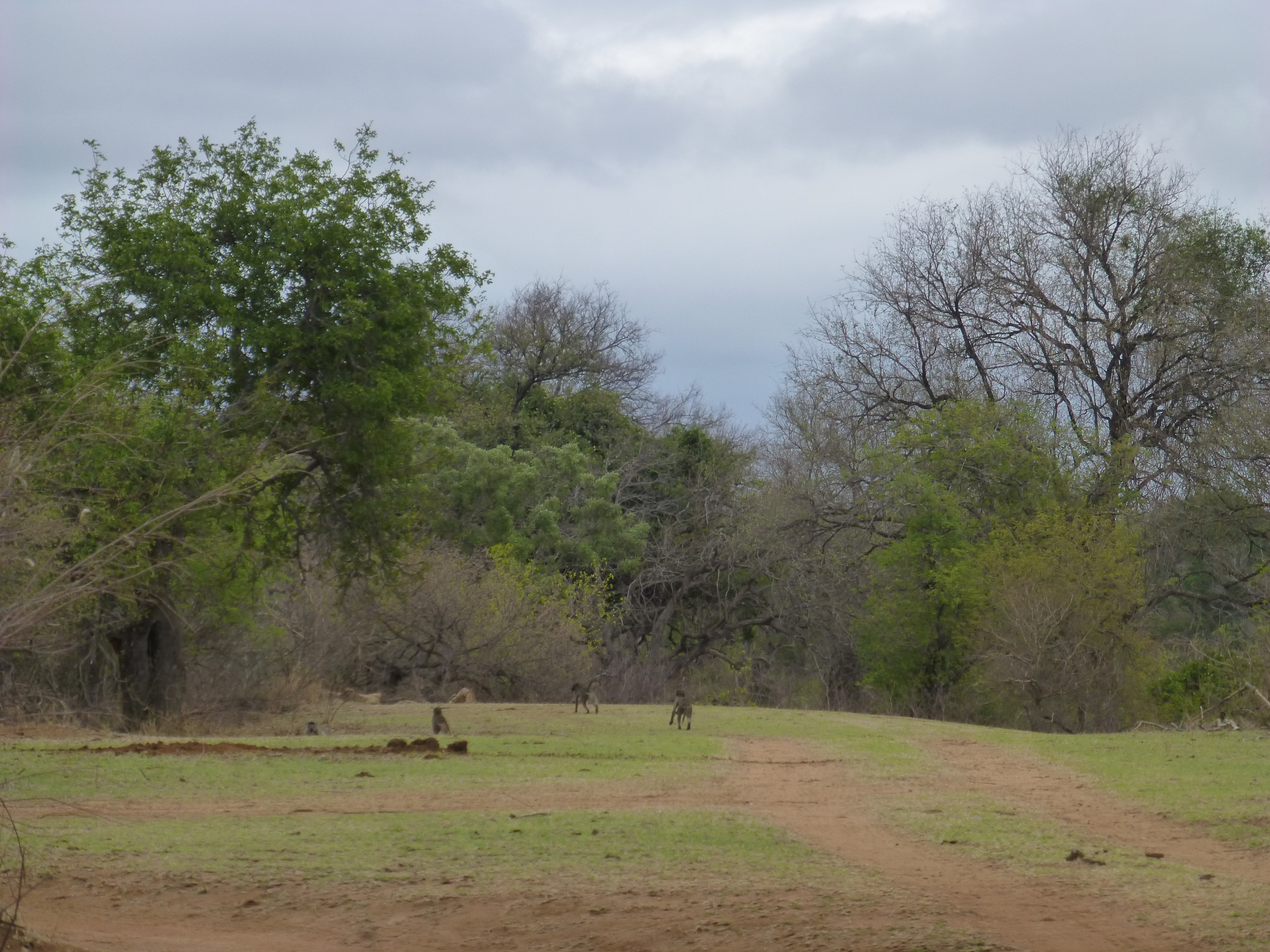 Safari at Tremisana Lodge - SA