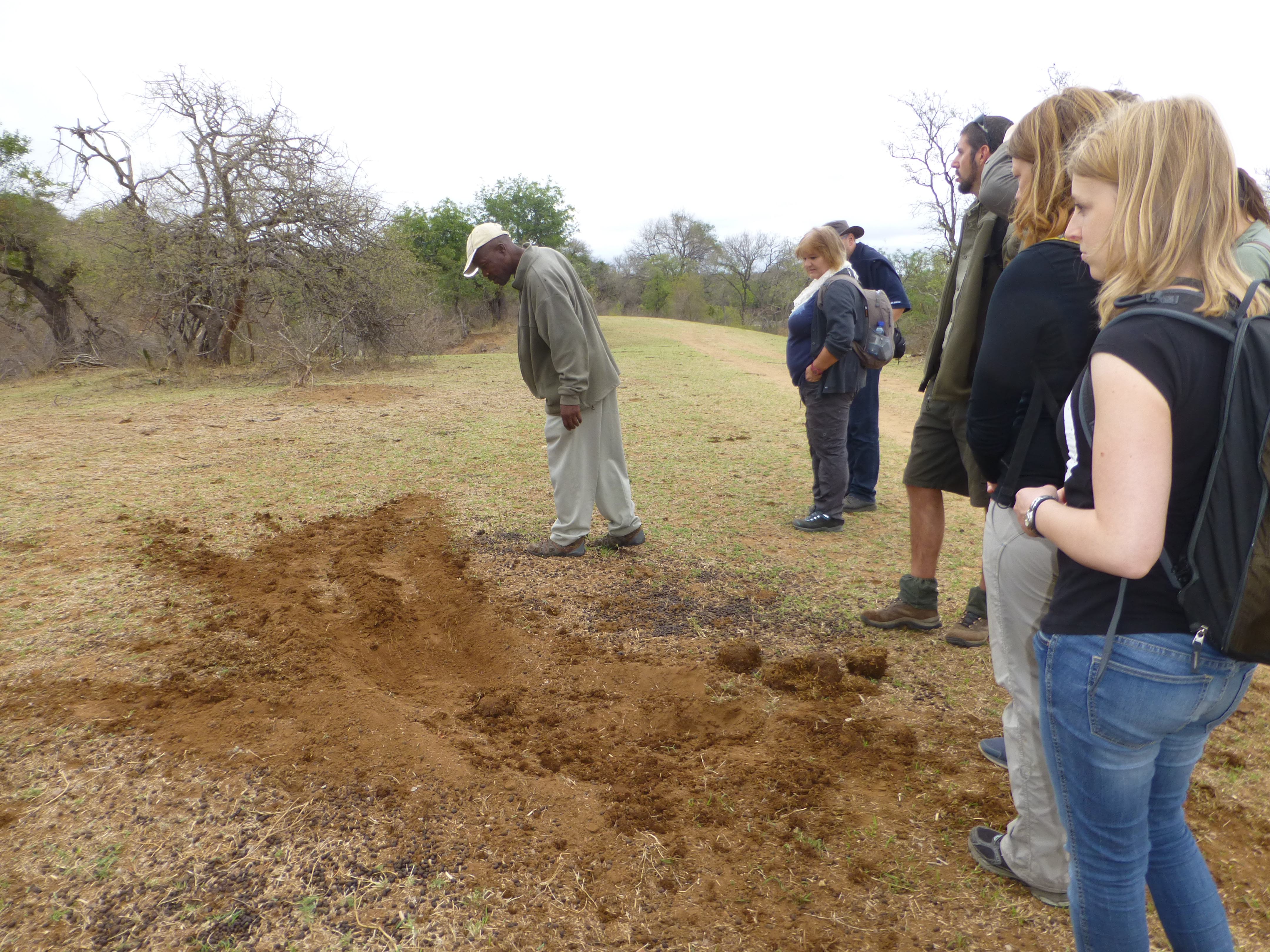 Safari at Tremisana Lodge - SA