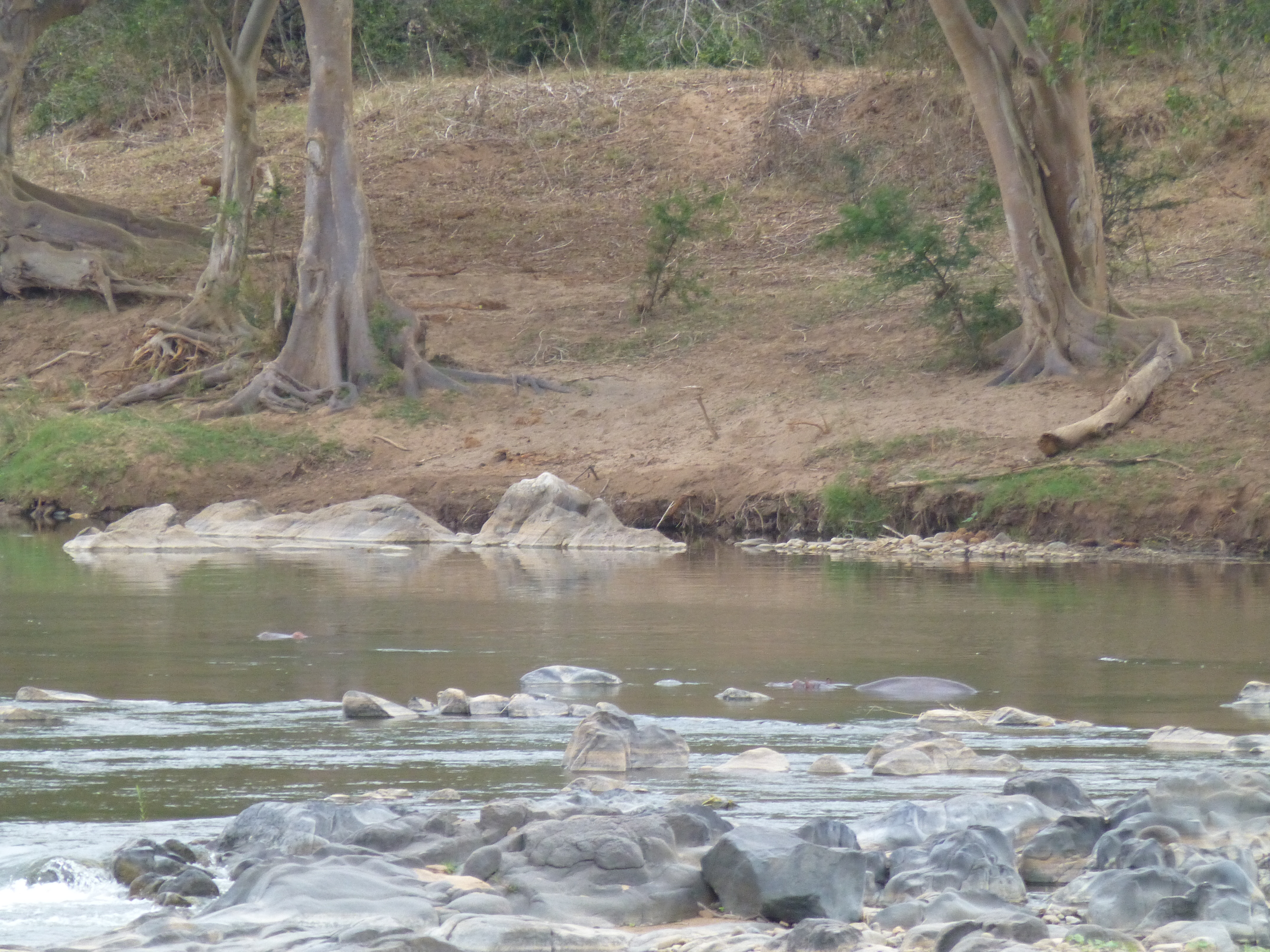 Safari at Tremisana Lodge - SA