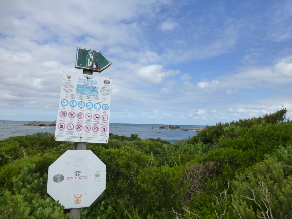 Penquins of Betty's Bay, South Africa