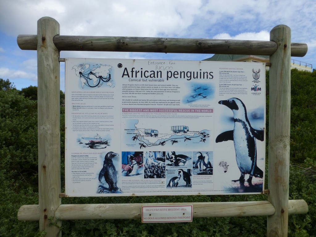 Penquins of Betty's Bay, South Africa