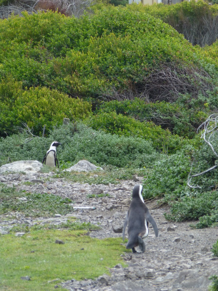 Penquins of Betty's Bay, South Africa