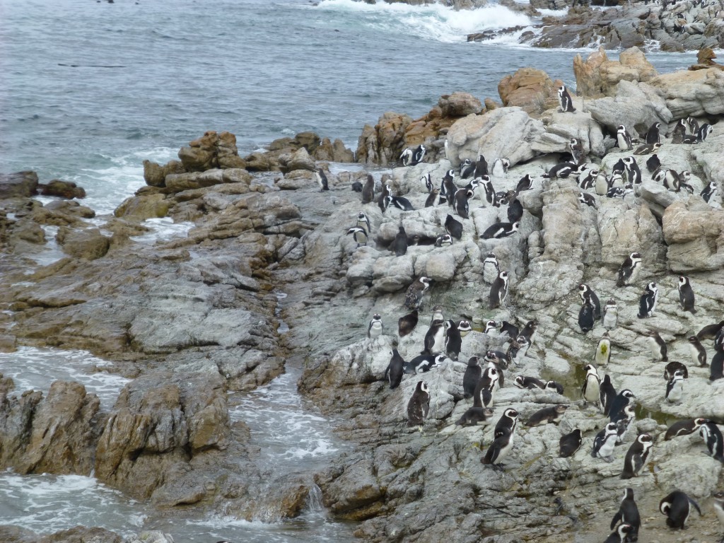 Penquins of Betty's Bay, South Africa