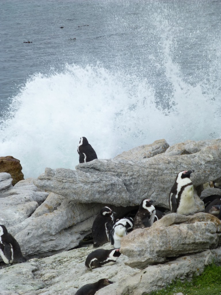 Penquins of Betty's Bay, South Africa