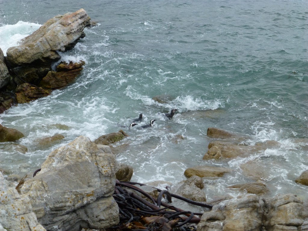 Penquins of Betty's Bay, South Africa