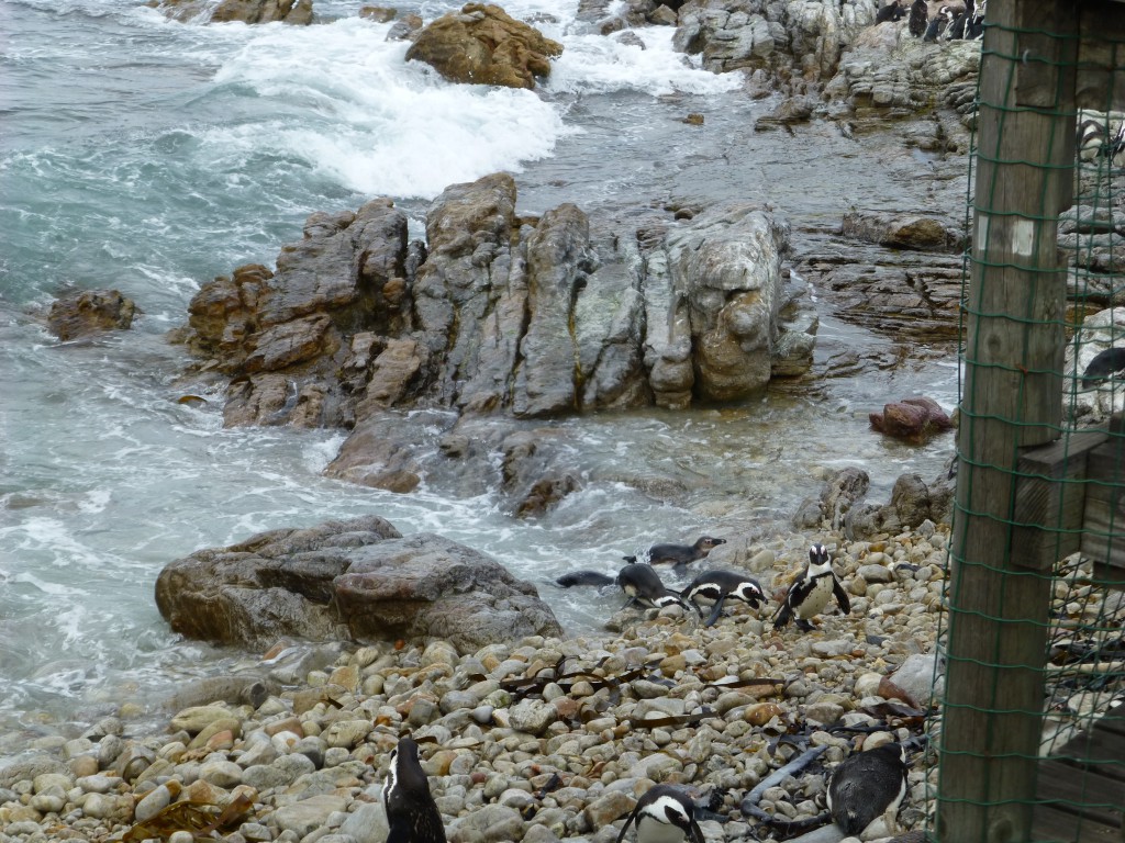 Penquins of Betty's Bay, South Africa