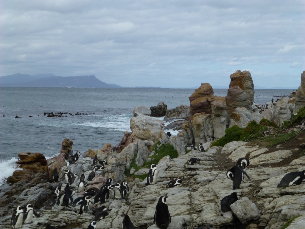 Penquins of Betty's Bay, South Africa
