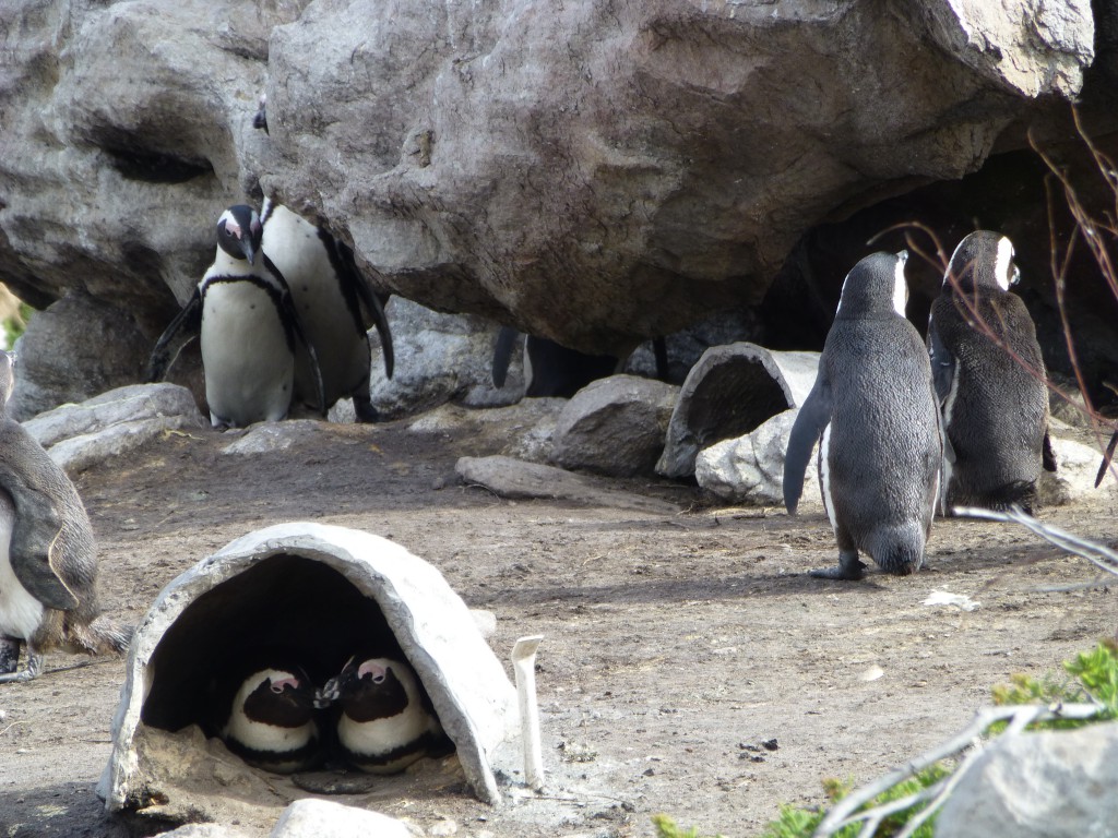 Penquins of Betty's Bay, South Africa