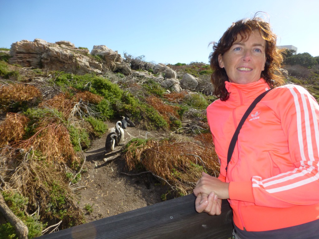 Penquins of Betty's Bay, South Africa