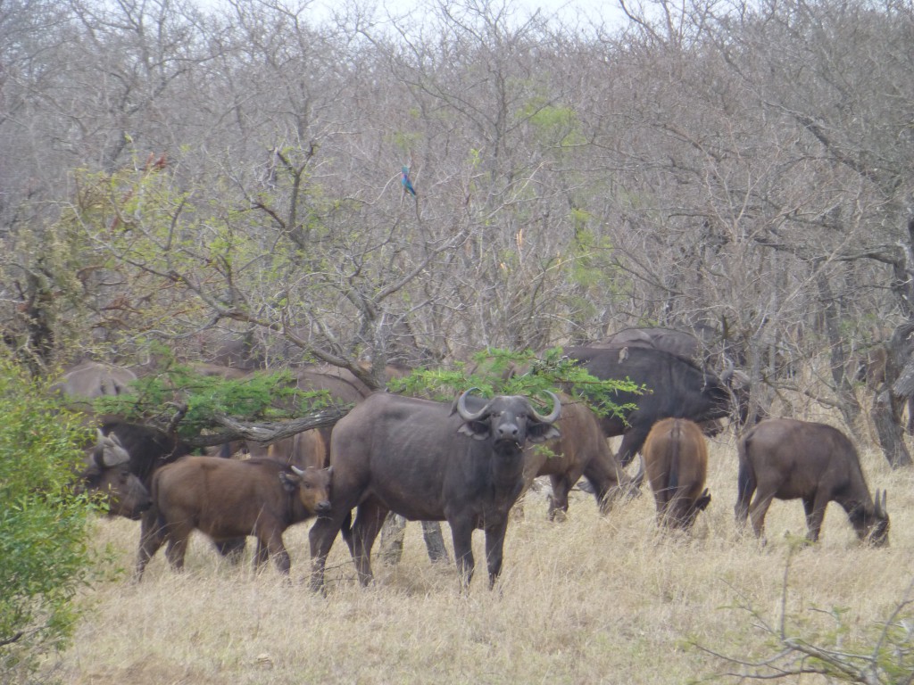 De derde dag van mijn Wildlife Avontuur, Zuid Afrika