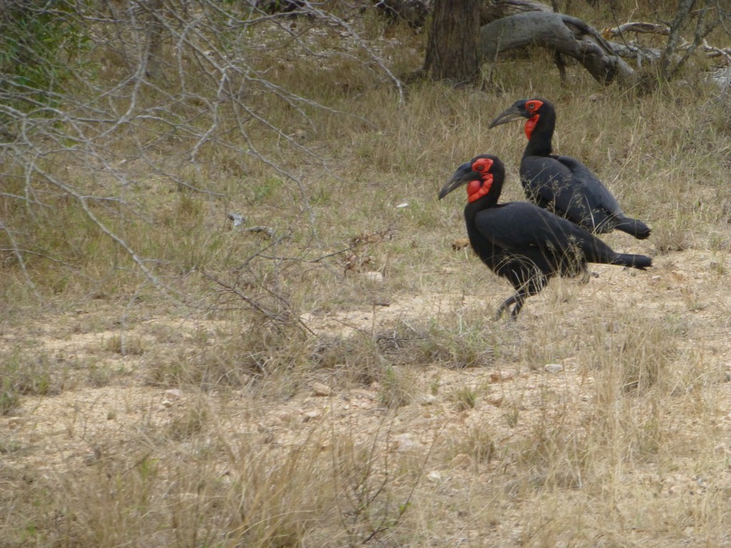 De derde dag van mijn Wildlife Avontuur, Zuid Afrika