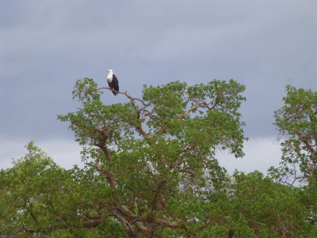 Third day of my Adventure - Safari