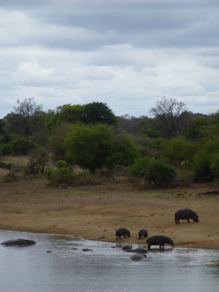 De derde dag van mijn Wildlife Avontuur, Zuid Afrika