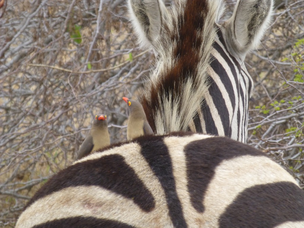 De derde dag van mijn Wildlife Avontuur, Zuid Afrika