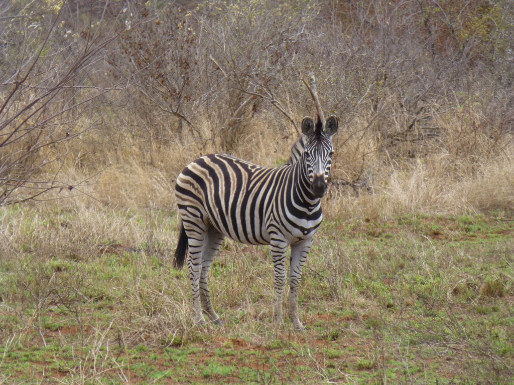 De derde dag van mijn Wildlife Avontuur, Zuid Afrika