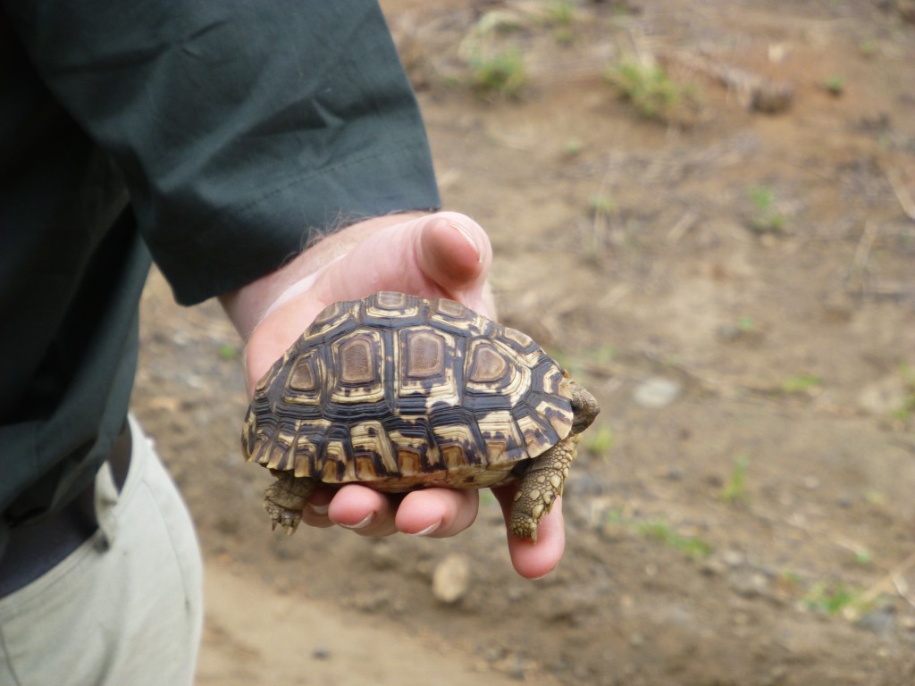 De derde dag van mijn Wildlife Avontuur, Zuid Afrika