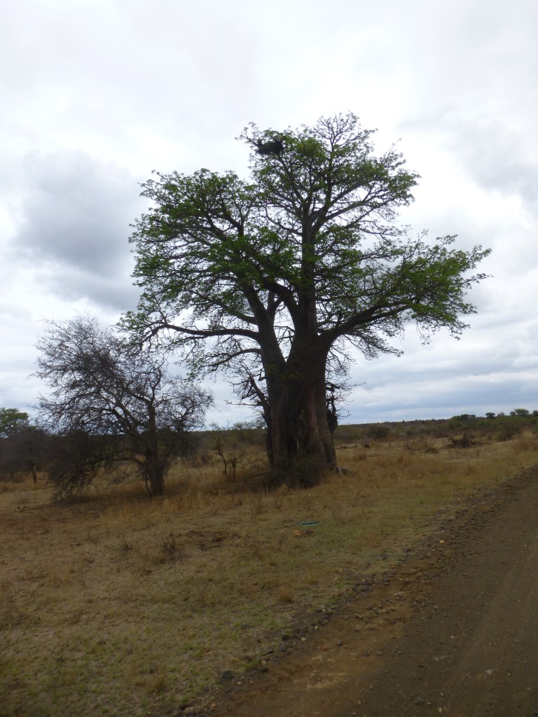 De derde dag van mijn Wildlife Avontuur, Zuid Afrika