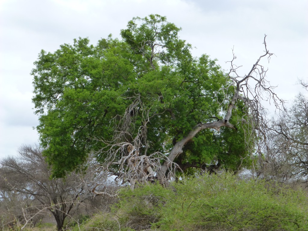 De derde dag van mijn Wildlife Avontuur, Zuid Afrika