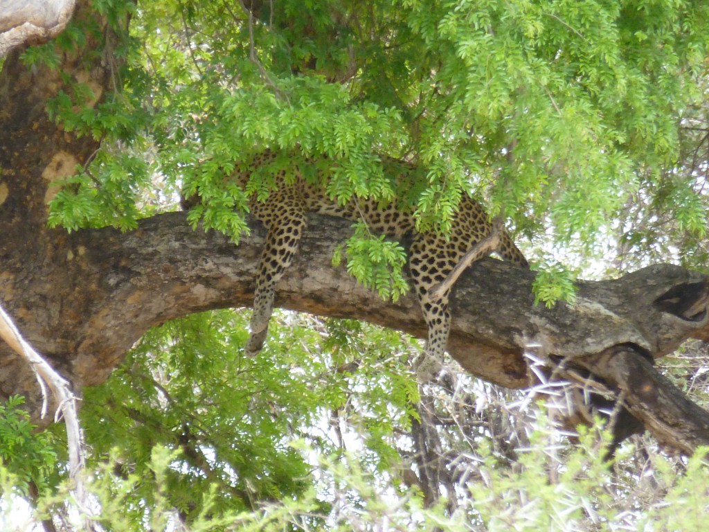 De derde dag van mijn Wildlife Avontuur, Zuid Afrika