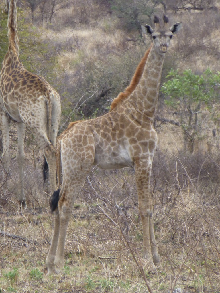 De derde dag van mijn Wildlife Avontuur, Zuid Afrika