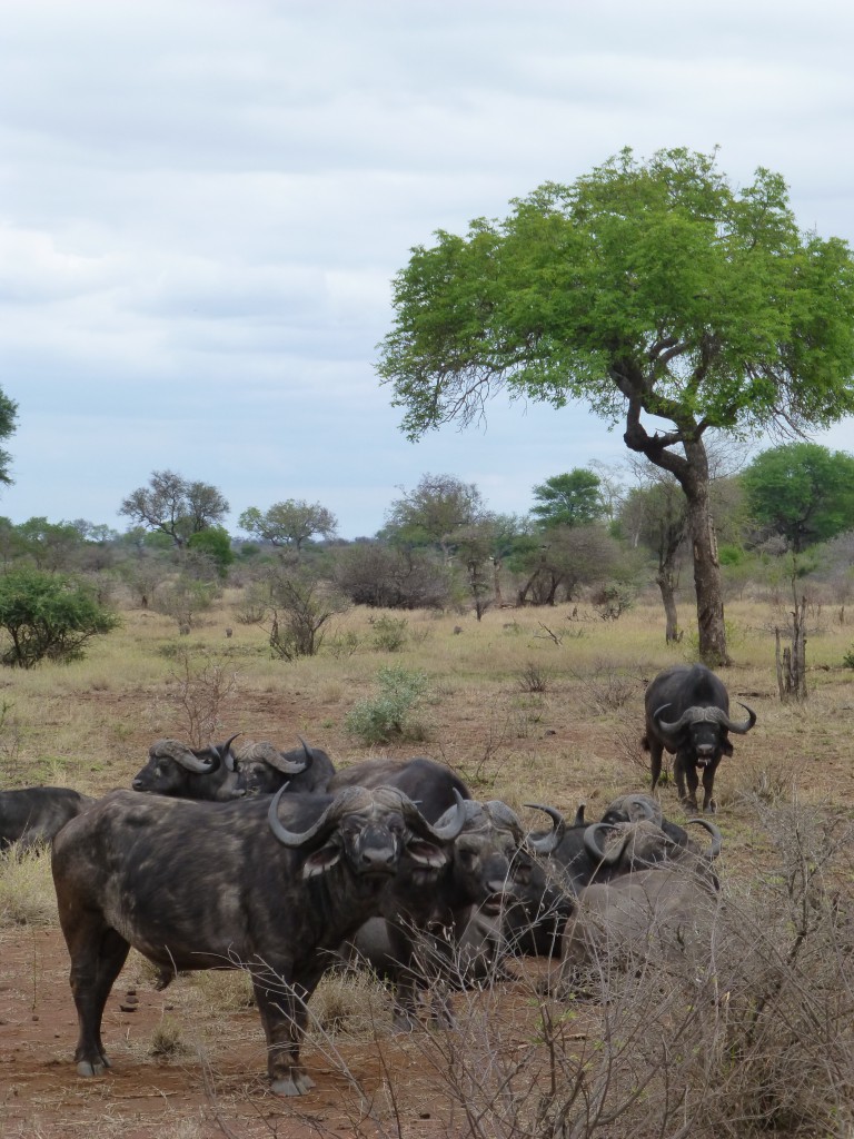 De derde dag van mijn Wildlife Avontuur, Zuid Afrika