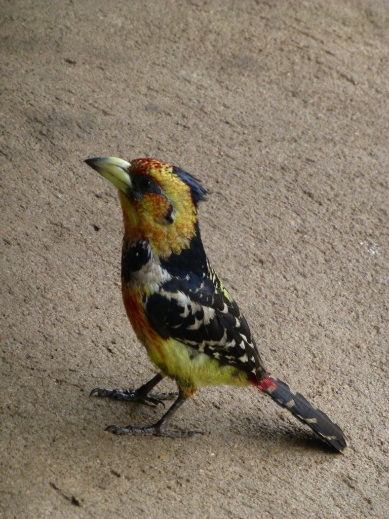 De derde dag van mijn Wildlife Avontuur, Zuid Afrika