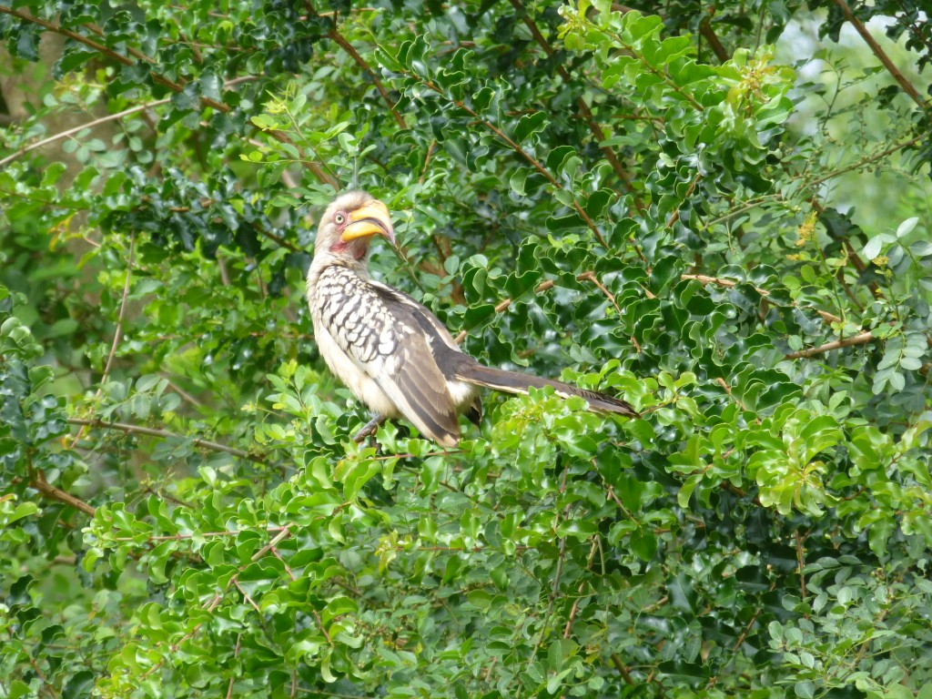 De derde dag van mijn Wildlife Avontuur, Zuid Afrika