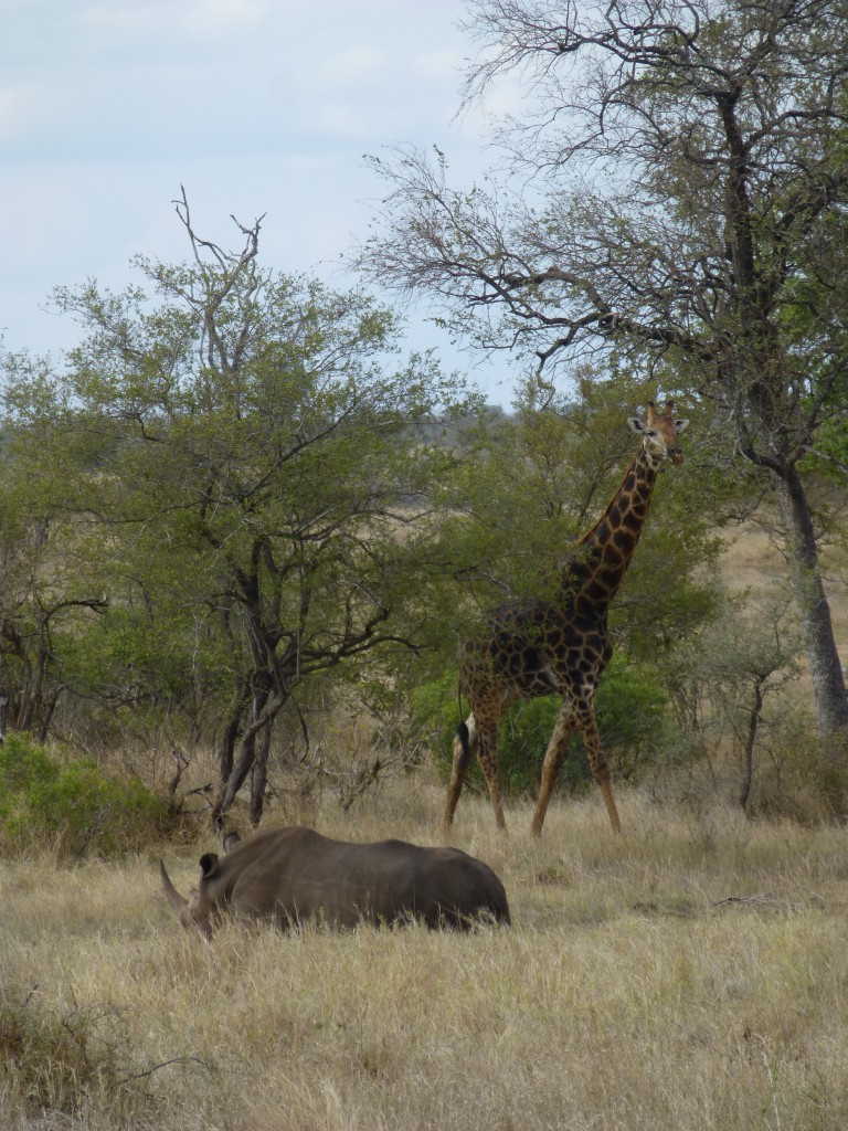 De derde dag van mijn Wildlife Avontuur, Zuid Afrika