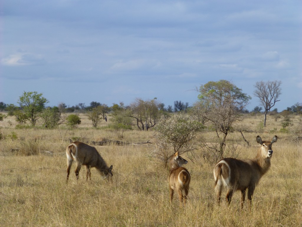 Third day of my Adventure - Safari