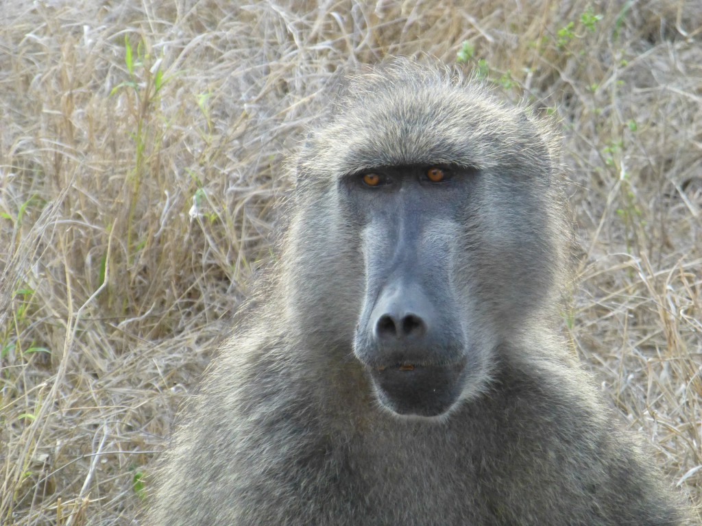 De derde dag van mijn Wildlife Avontuur, Zuid Afrika