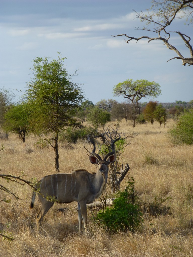 De derde dag van mijn Wildlife Avontuur, Zuid Afrika